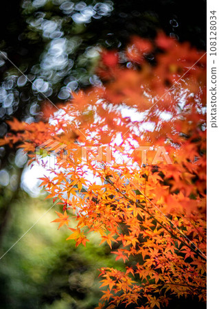 法念院的秋天，靜謐的森林接近，楓葉開始變紅 108128034