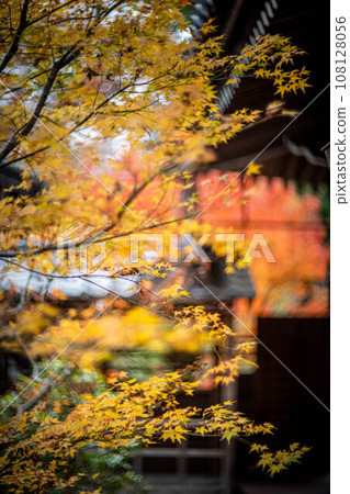 安樂寺的秋天,紅黃楓葉與日本建築的對比 安樂寺的秋天,紅黃楓葉與日本建築的對比 108128056
