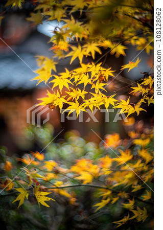 Contrast between yellow maple trees and Japanese architecture in autumn at Anrakuji Temple Contrast between yellow maple trees and Japanese architecture in autumn at Anrakuji Temple 108128062
