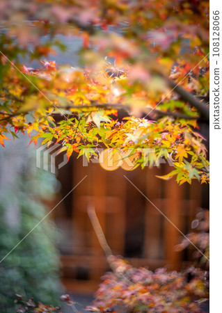Autumn in Anrakuji, the contrast between the colorful maple leaves and Japanese architecture 108128066