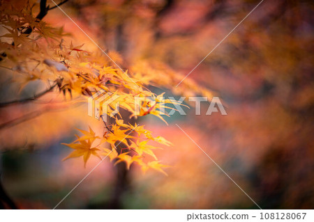 Autumn in Anrakuji, orange maple leaves blending into the swirl of light on the red background 108128067