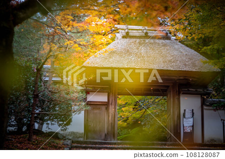 Autumn at Anrakuji Temple, with the Sukiya-zukuri Sanmon Gate in the background, colorful autumn leaves starting to change color and fallen leaves scattering in the wind. Autumn at Anrakuji Temple, with the Sukiya-zukuri Sanmon Gate in the background, colorful autumn leaves starting to change color and fallen leaves scattering in the wind. 108128087
