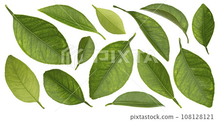 Citrus leaves isolated on white background, full depth of field 108128121