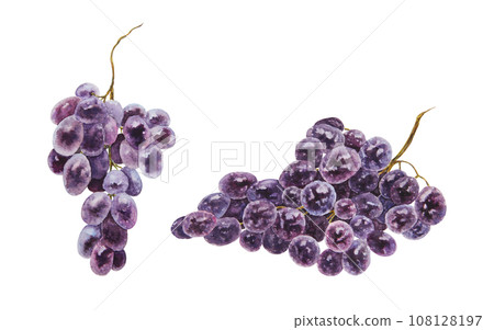 Bunches of dark grapes. Watercolor hand drawn botanical illustration. Ingredient in wine, vinegar, juice, cosmetics. Clip art for menus of restaurants, cafes, packaging of farm goods, vegan products 108128197