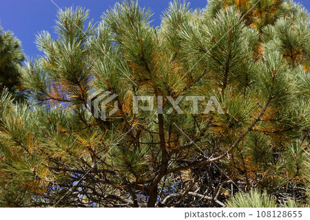 Closeup Cedar, Pine Needles Tree In Forest. Plant Produces Nuts, Essential Oil Or used For Decor. Evergreen Nursery. Harvesting. Horizontal Plane. Background Closeup Cedar, Pine Needles Tree In Forest. Plant Produces Nuts, Essential Oil Or used For Decor. Evergreen Nursery. Harvesting. Horizontal Plane. Background 108128655