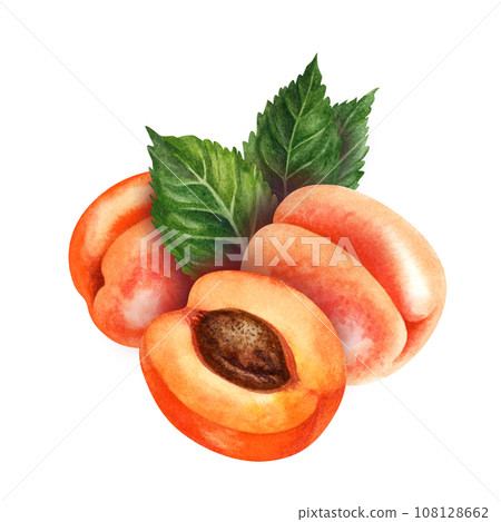 Watercolor bright orange apricots with green leaves 108128662