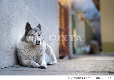 Portrait of a dog breed West Siberian Laika sitting outdoors in a yard. Portrait of a dog breed West Siberian Laika sitting outdoors in a yard. 108129053
