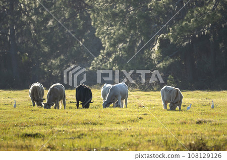 Milk cows grazing on green farm pasture on summer day. Feeding of cattle on farmland grassland Milk cows grazing on green farm pasture on summer day. Feeding of cattle on farmland grassland 108129126