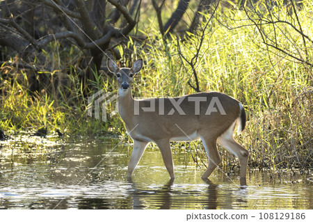 Key Deer in natural habitat in Florida state park 108129186