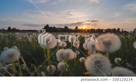A meadow of dandelions on a summer evening at sunset. 108129214