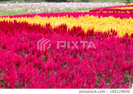 Autumn Bihoku Hills Park (Shobara City, Hiroshima Prefecture) 108129640