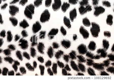 White leopard White leopard 108129692