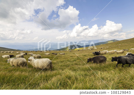 Herd of farm sheep grazing on green mountain pasture. Herd of farm sheep grazing on green mountain pasture. 108129843