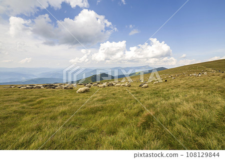 Herd of farm sheep grazing on green mountain pasture. 108129844