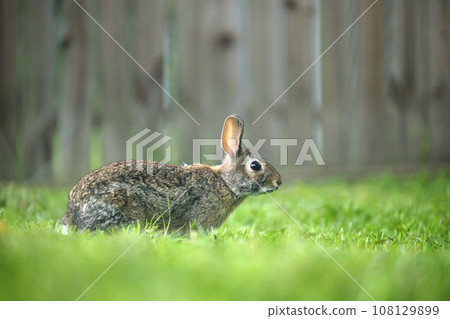 Grey small hare eating grass on summer field. Wild rabbit in nature Grey small hare eating grass on summer field. Wild rabbit in nature 108129899