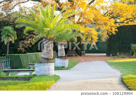Green and yellow trees in early autumn park. 108129904