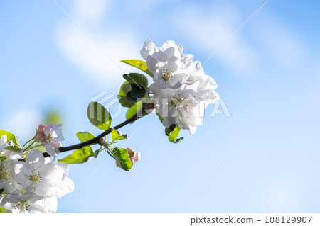 Fruit tree twigs with blooming white and pink petal flowers in spring garden. 108129907