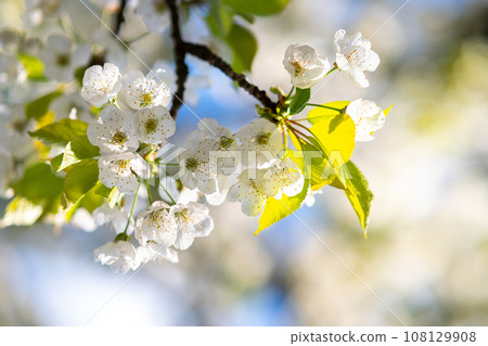 Fruit tree twigs with blooming white and pink petal flowers in spring garden. 108129908