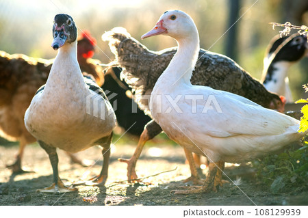 Ducks feed on traditional rural barnyard. Detail of a duck head. Close up of waterbird standing on barn yard. Free range poultry farming concept. 108129939