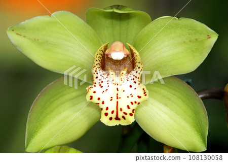 Orchid Orchid 108130058