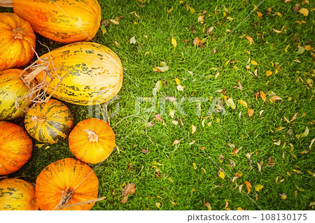 Ripe pumpkins on a background of grass with yellow fallen leaves. Halloween. Harvesting seasonal. 108130175