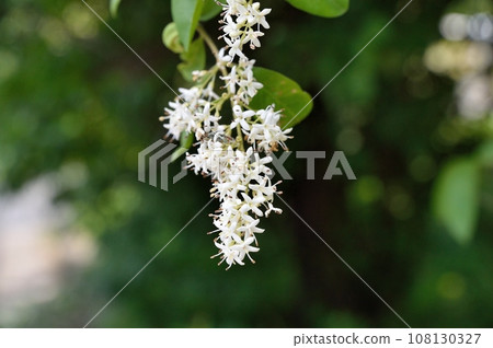 Ibotanoki之花 Ibotanoki之花 108130327