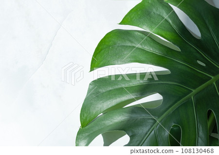 Monstera 108130468