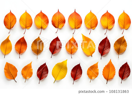 set of different autumn leaves isolated on a white background 108131863