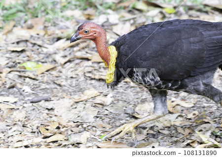 Male Thrush Male Thrush 108131890