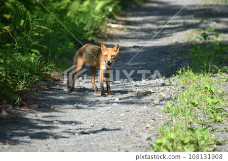 red fox and snake 108131908