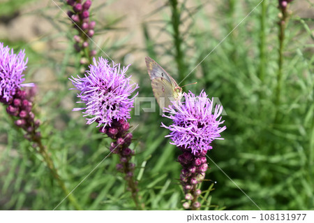 Liatris flowers and butterflies Liatris flowers and butterflies 108131977