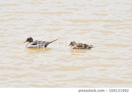 A pair of northern pintails to visit in the spring of Hokkaido 108131992