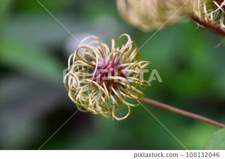 Clematis stescen seeds 108132046