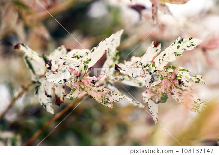 杞柳 杞柳 108132142