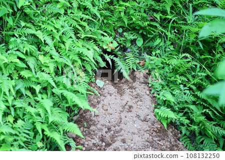 badger hole 108132250
