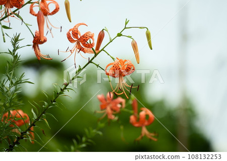虎百合盛開的夏天 虎百合盛開的夏天 108132253