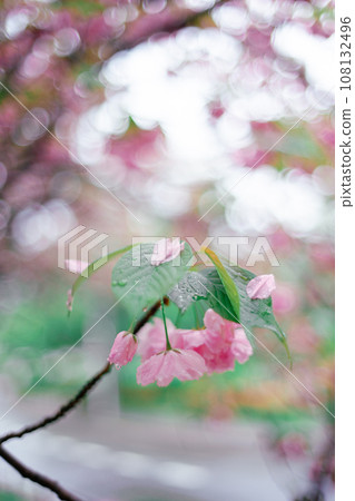 雙櫻花 雙櫻花 108132496