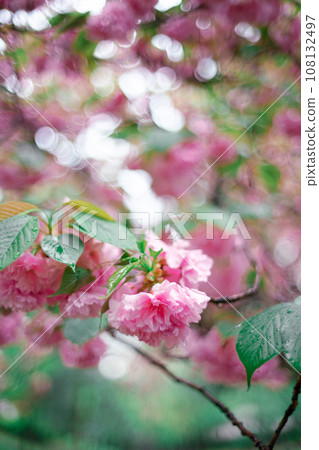 雙櫻花 108132497