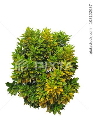 Codiaeum variegatum 'Gold Dust' Plant 108132687