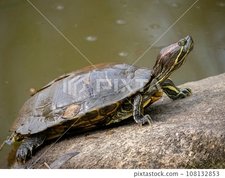 紅耳龜（綠海龜）在岩石上曬甲殼 108132853