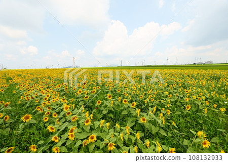 十三塚歷史公園,擁有廣闊的向日葵田 十三塚歷史公園,擁有廣闊的向日葵田 108132933
