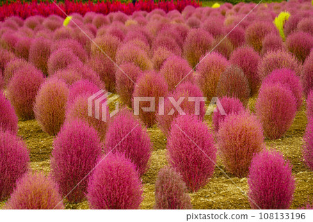 秋葉的地膚(田園村) 秋葉的地膚(田園村) 108133196