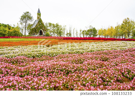 Sunpatiens (Idyll Village) in the “Church Flower Garden” at their peak blooming season 108133233