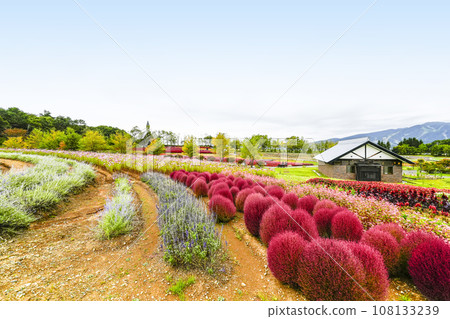 A flower garden on the plateau in autumn (Iku-no-Sato) A flower garden on the plateau in autumn (Iku-no-Sato) 108133239