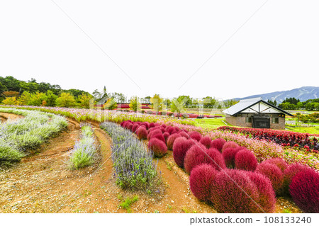 A flower garden on the plateau in autumn (Iku-no-Sato) A flower garden on the plateau in autumn (Iku-no-Sato) 108133240