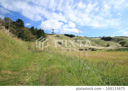 Autumn scenery with lush pampas grass 108133675