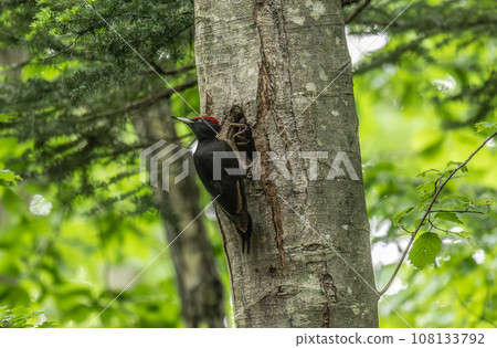 Black woodpecker raising a child 108133792