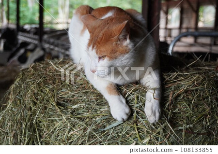 cat sitting on grass roll cat sitting on grass roll 108133855
