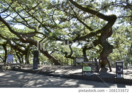 靜岡縣靜岡市三穗松原松林 靜岡縣靜岡市三穗松原松林 108133872