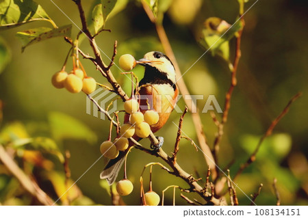 Varied tit preparing for winter after coming to forage for ego fruit 108134151